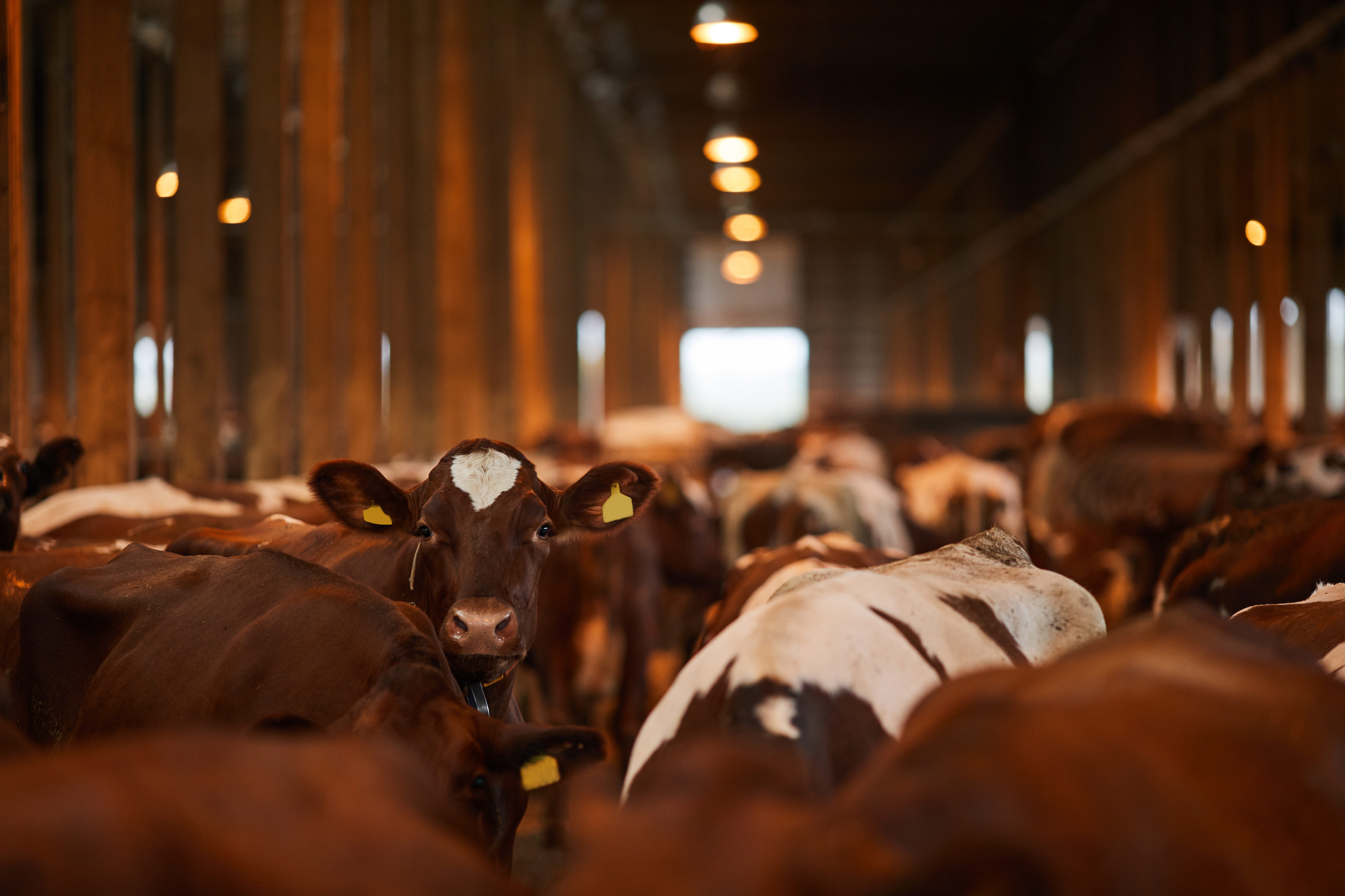 Livestock